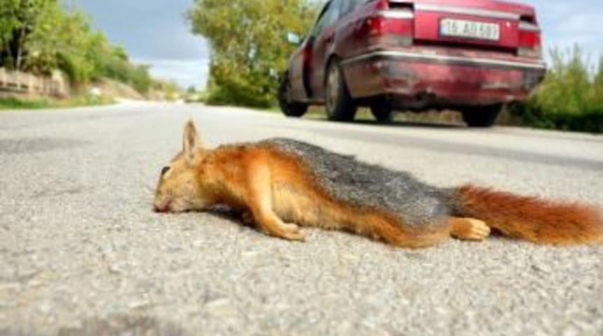 Minik Sincap, Trafik Canavarının Kurbanı