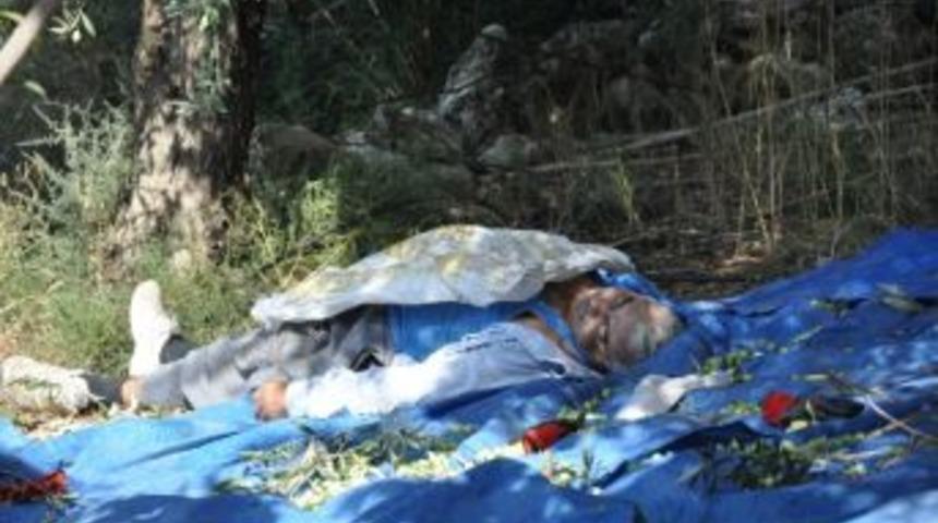 Zeytin Ağacından D&uuml;şt&uuml;, &Ouml;ld&uuml;