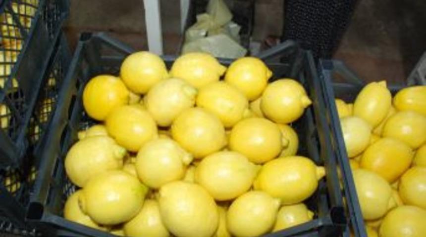 Finikeli Limon &Uuml;reticisinin Bu Yıl Y&uuml;z&uuml; G&uuml;ld&uuml;