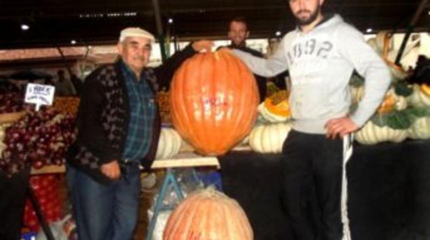 102 Kiloluk Kabak Yetiştirdi