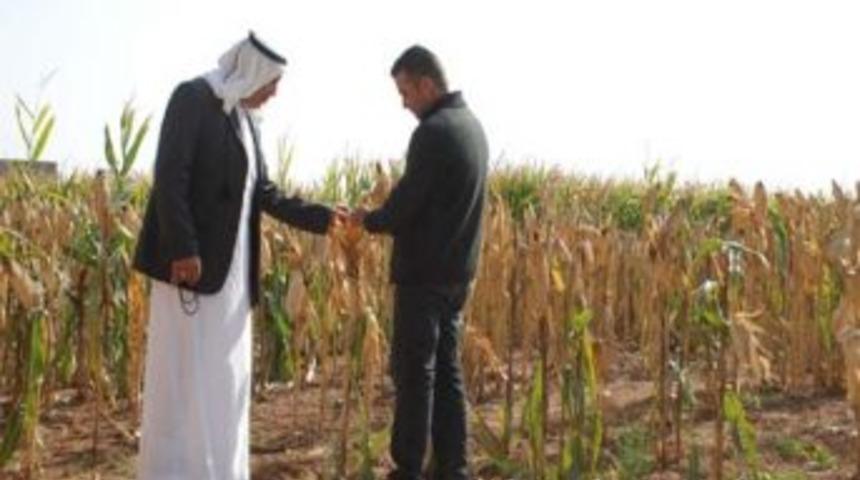 Mısır Ve Pamuk Fiyatının D&uuml;ş&uuml;k Olmasına Tepki