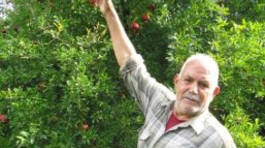 Nar İstediği Fiyatı Bulamadı, Cennet Elması Dalda Kaldı