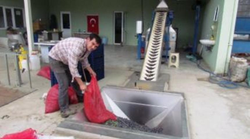 Tariş, &Ouml;demiş&rsquo;te Zeytinyağı Sezonunu A&ccedil;tı