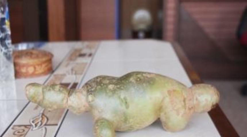 Timsaha Benzeyen Patates Şaşırttı