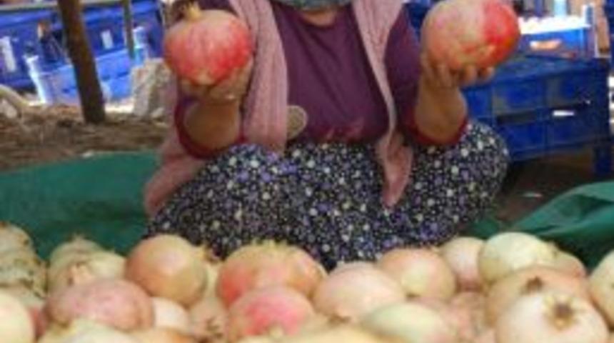Keben Narında Hasat Başladı