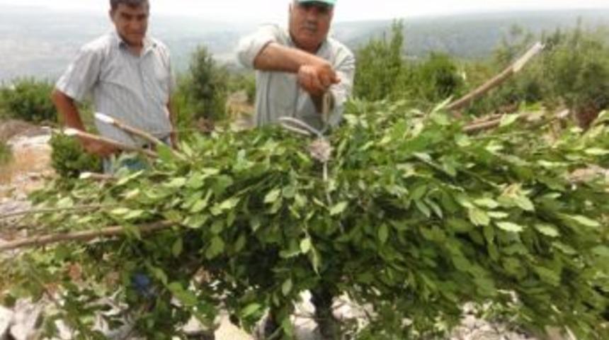 Tarsus, Defne &Uuml;retiminde Pilot B&ouml;lge Oldu