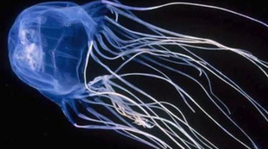 D&uuml;nyanın en &ouml;l&uuml;mc&uuml;l hayvanları