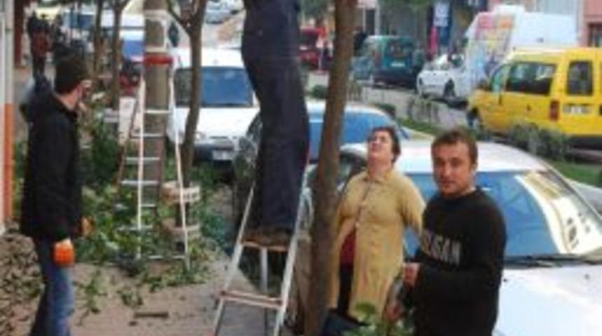 Giresun Belediyesi&rsquo;nden Yeşil Alanlara Kış Bakımı