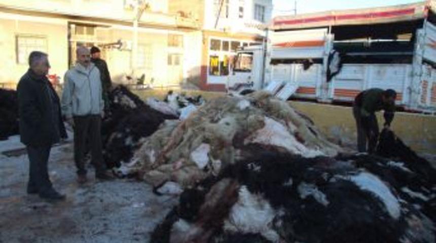 THK Silifke Şubesi, Kurbanda 4 Bin Deri Topladı