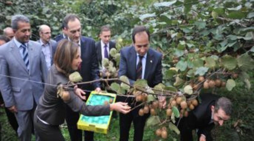 2. Artvin Kivi Yetiştiriciliği Teşvik M&uuml;sabakası Ve Tarla G&uuml;n&uuml; D&uuml;zenlendi