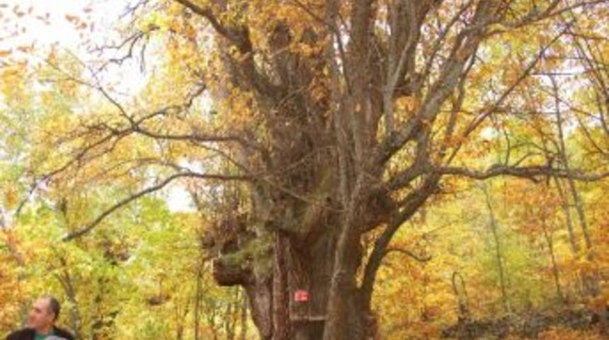 4 Asırlık Kestane Ağacı Hala Dimdik Ayakta