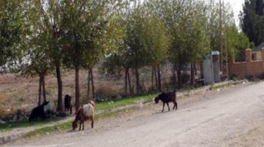 Ceylanpınar'da &Ccedil;atışma Nusaybin'de Sessiz Bekleyiş