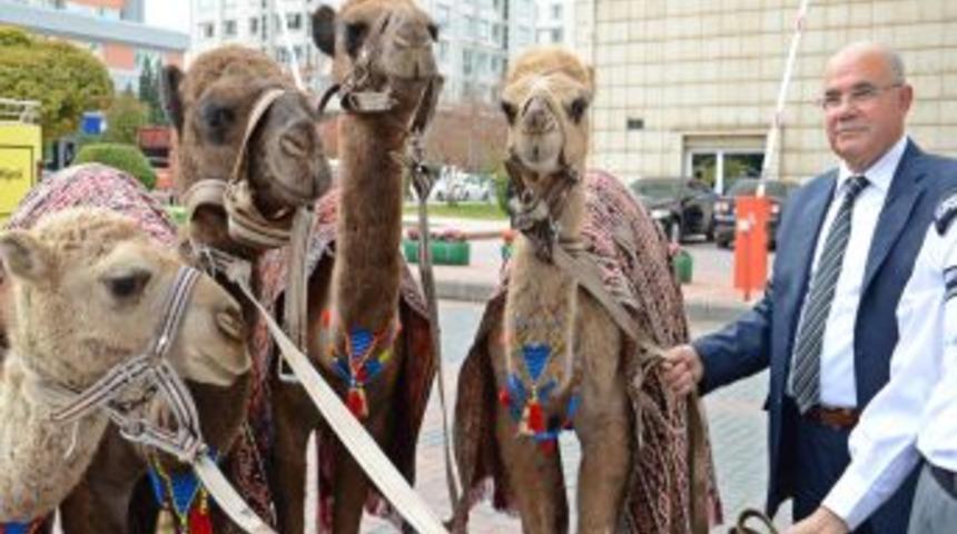 Deve Kervanları 'İpekyolu Belediye Başkanları Forumu' I&ccedil;in Şehir Turu Yaptı