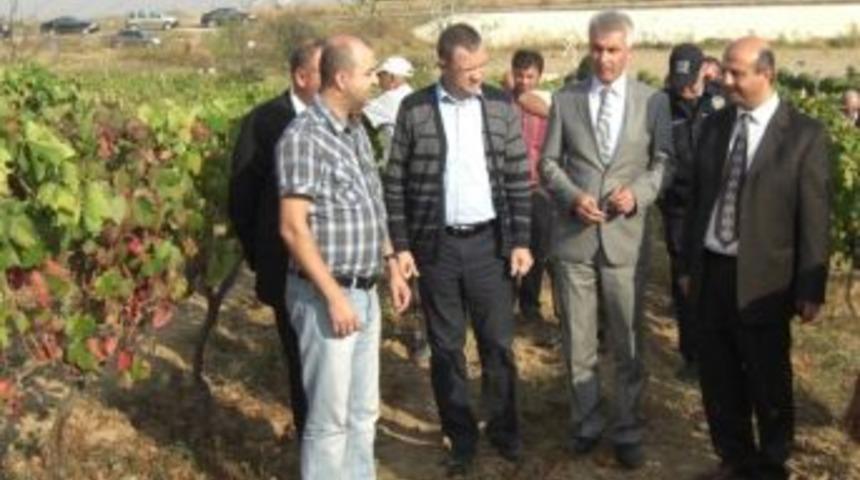 Bağcılık Projesi Tamamlandı