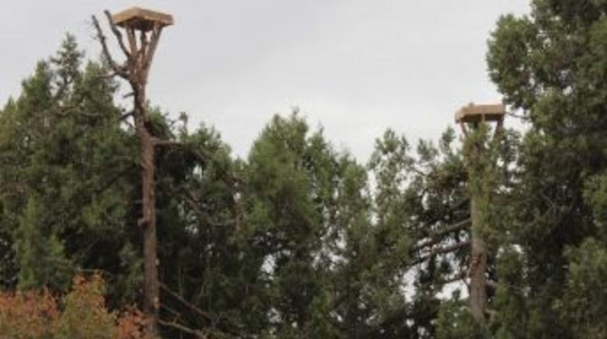 Beyşehir&rsquo;de Leyleklere Yeni Yaşam Alanları