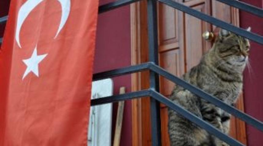 Kedi T&uuml;rk Bayrağının Başında N&ouml;bet Tuttu