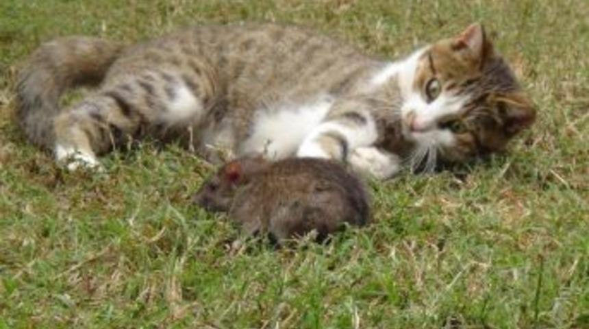 Yağmurdan Ka&ccedil;an Fare Kediye Yakalandı