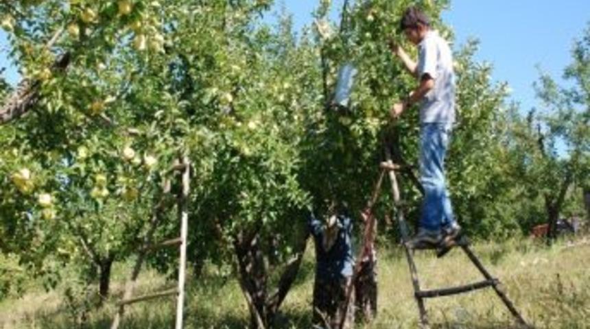 Bayrami&ccedil; Elması Marka Oluyor