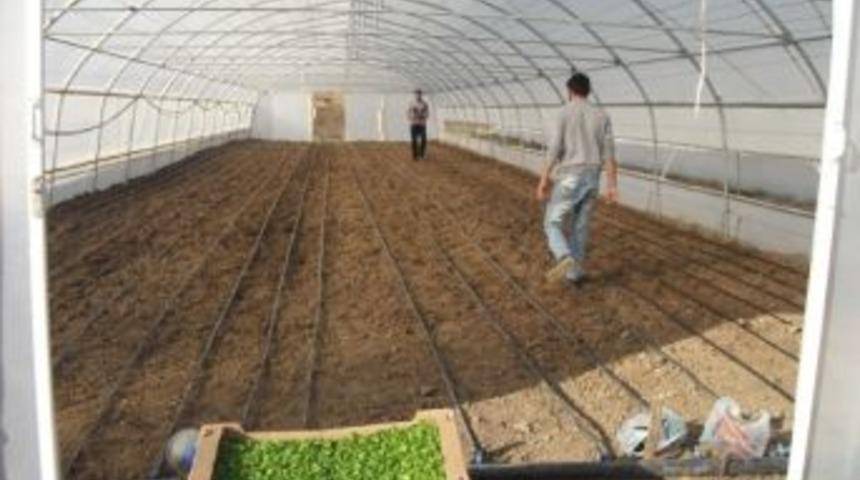 Marul &Uuml;retmeye Hazırlanıyorlar