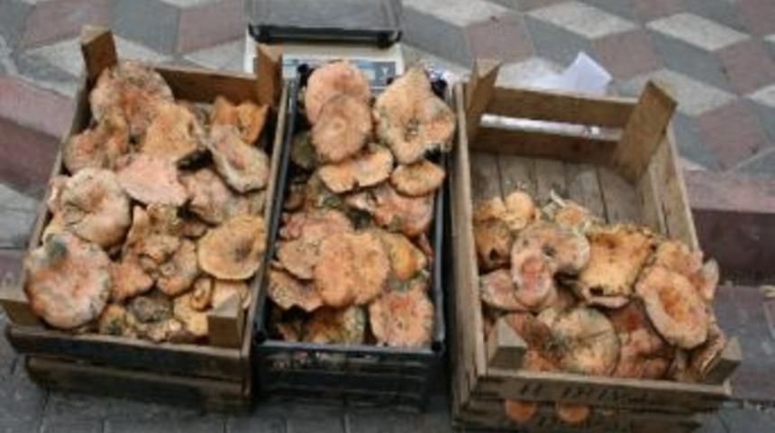 Mantar, K&ouml;yl&uuml;lere Ek Gelir Sağlıyor