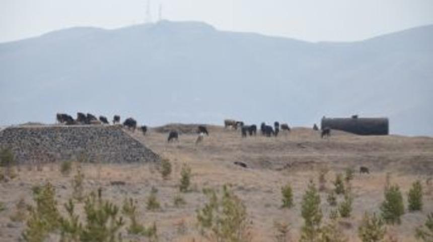 Aziziye Tabyası&rsquo;nda Yeni Şehitlik Mezarlıkları Ortaya &Ccedil;ıktı