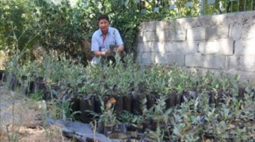 Burhaniye&rsquo;de 2000 Meşe Palamudu Dağıtılacak