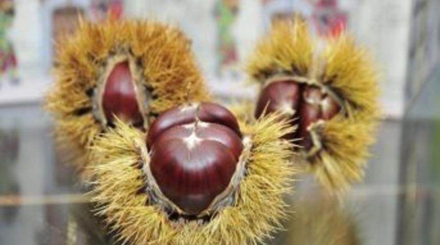 Kestane Ve Kestane Şekeri Festivali Başladı