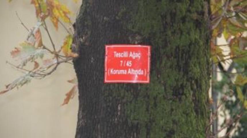 Tescilli Ağa&ccedil;lara Tabela