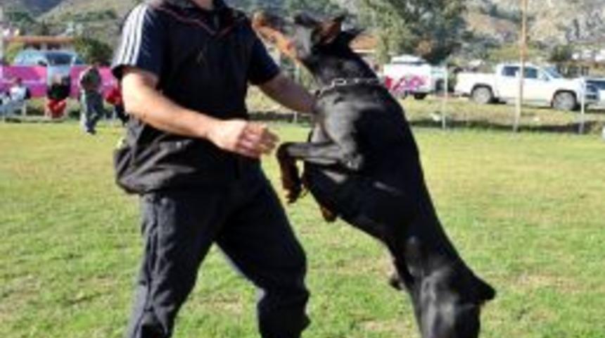 K-9 K&ouml;pekleri Antalya&rsquo;da Yarıştı