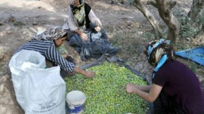 Yeşil Zeytine Yoğun İlgi