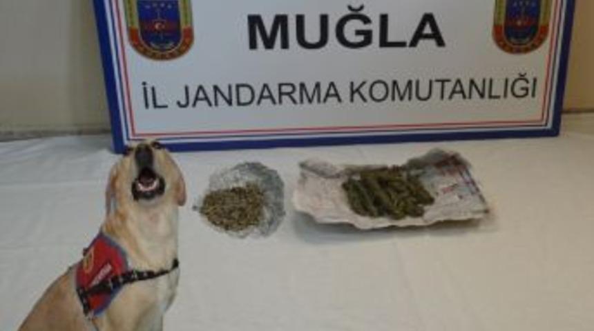 Narkotik K&ouml;peği Ezel'den Uyuşturucuya Ge&ccedil;it Yok