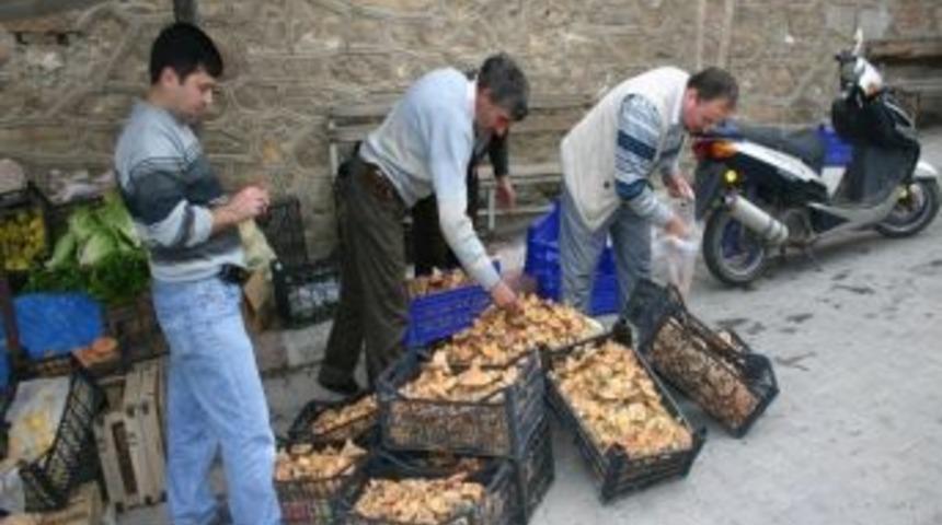 Melki, Cep Yakıyor