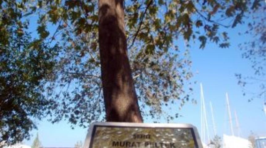 Şehit İsimlerinin Bulunduğu Tabelalar &Ccedil;&uuml;r&uuml;yor