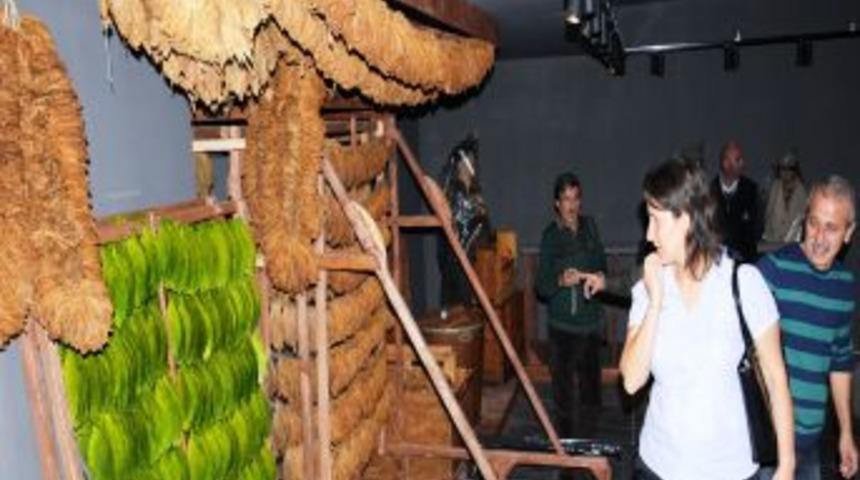 2 Asır T&uuml;t&uuml;nle Anılan Samsun'da, Yeni Nesil T&uuml;t&uuml;n &Uuml;retimini Artık M&uuml;zede G&ouml;recek