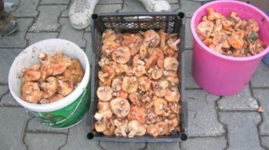 Kanlıca Mantarı 13 Tl&rsquo;den Alıcı Buluyor