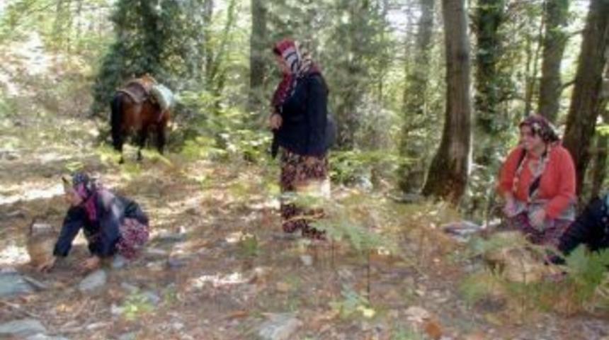 Kazdağları&rsquo;nda Ağa&ccedil; Kanseri Tehlikesi