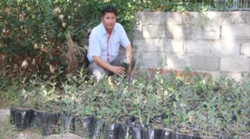 Burhaniye'de Ge&ccedil;en Sene Ekilen Meşe Palamutları Filiz Verdi