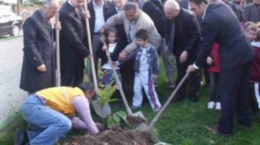 Minikler Kestane Fidanı Dikti