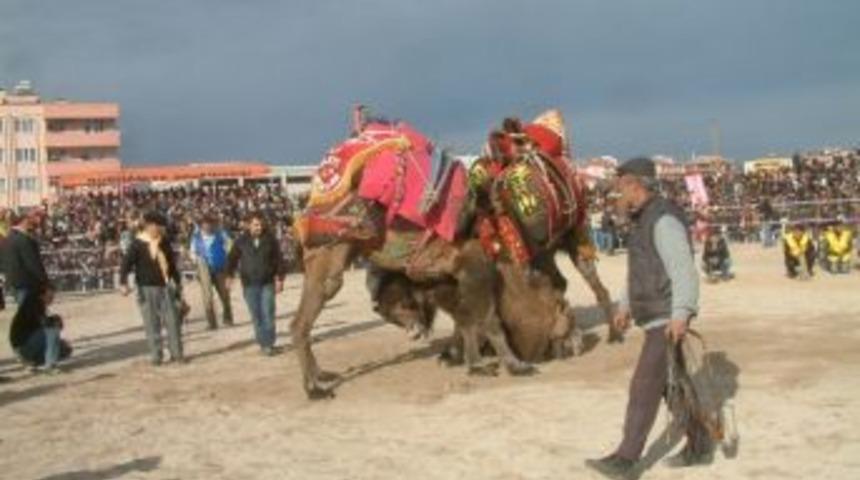 Burhaniye&rsquo;de Deve G&uuml;reşleri 27 Ocak&rsquo;ta Yapılacak