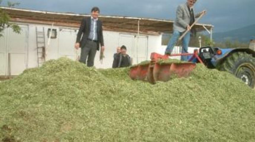 Yem Fiyatlarının Artması Silaja Olan İlgiyi Artırdı