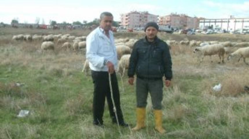 Burhaniye&rsquo;de Son Yağışlar Meraları Yeşertti