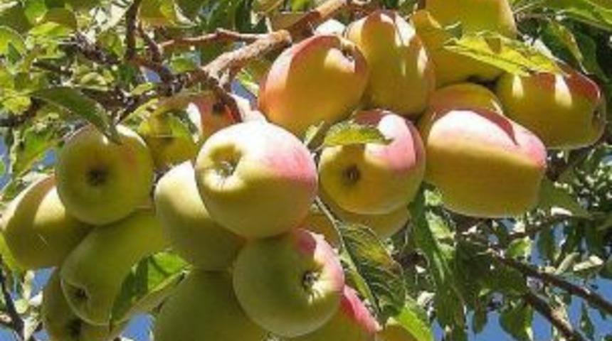 Uzun elma i&ccedil;in talep arttı