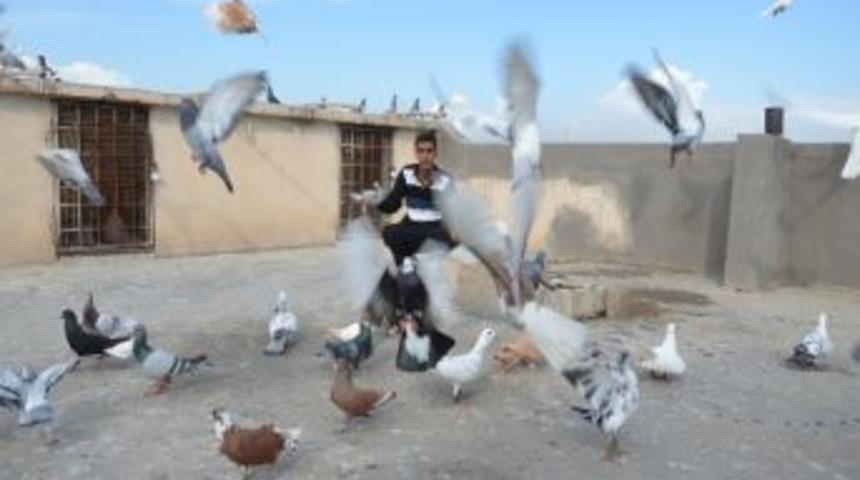 Sadece Suriyeliler Değil, G&uuml;vercinler De Esad'dan Ka&ccedil;tı