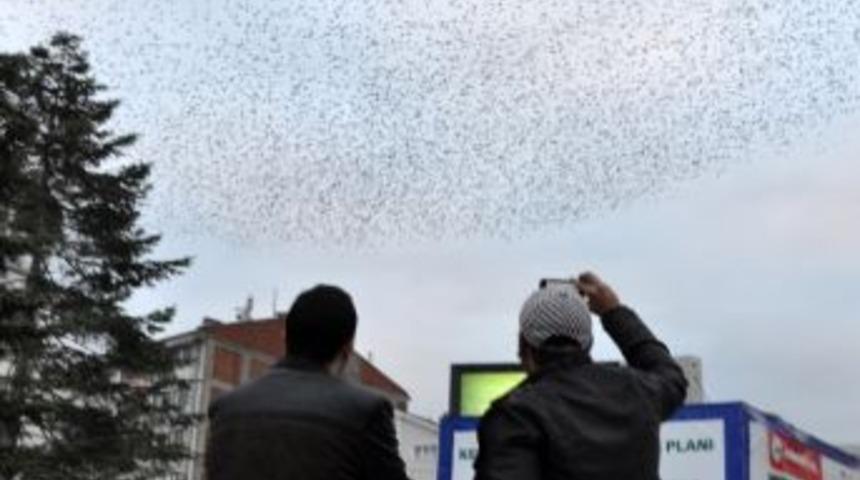 Kuşların G&ouml;ky&uuml;z&uuml;ndeki Dansı İlgi Odağı Oldu