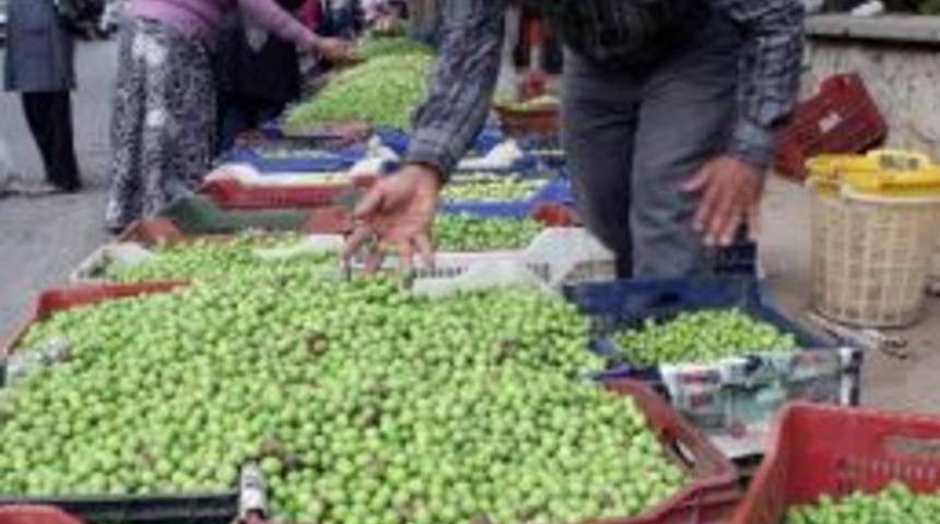 Salihli&rsquo;de Zeytin Hasadı Başladı