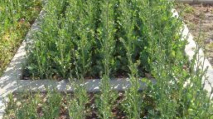 T&uuml;rkiye&rsquo;de Bitkisel Yağ Bitkisi Yetiştirildiği Halde Ithalata Devam Ediliyor