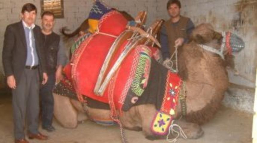 Burhaniye&rsquo;de Develere Havut Giydirme Coşkusu