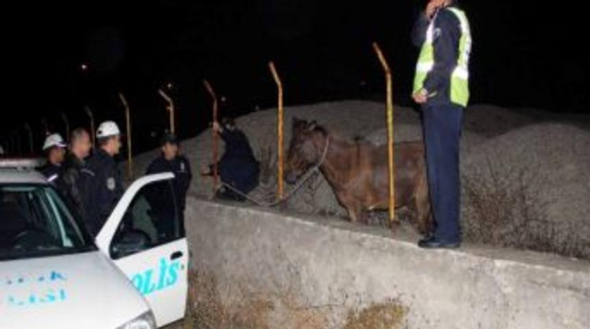 Polisin Beygirle İmtihanı