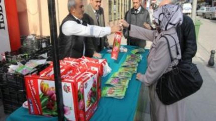 Lale Satışları Başladı