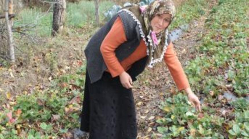 İhsangazi&rsquo;nin Kış &Ccedil;ileği